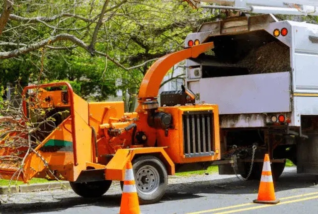 tree removal sarasota