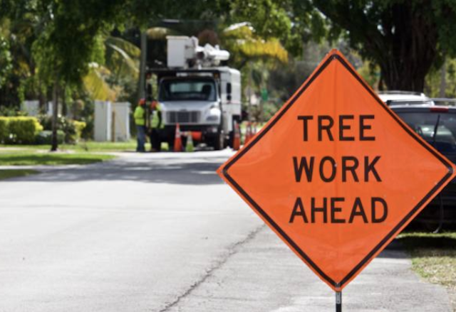 tree removal Old Miakka fl