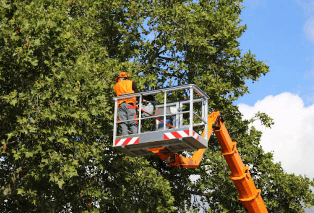 tree trimming sarasota