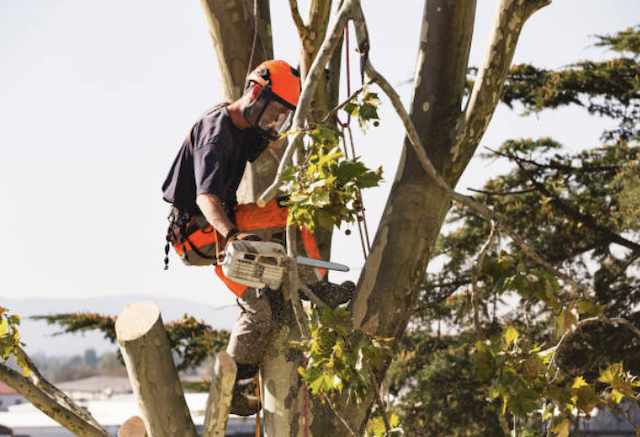 tree removal sarasota