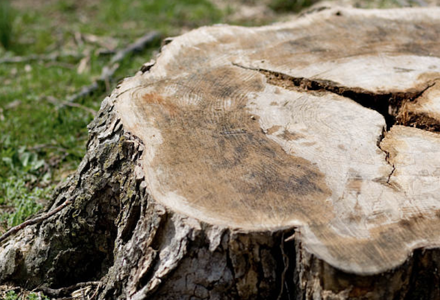 stump grinding Old Miakka fl