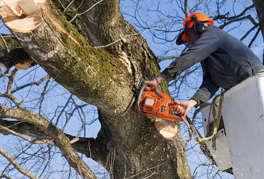 tree trimming sarasota fl